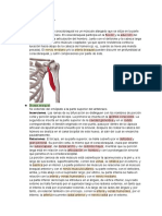 Anatomia Brazo