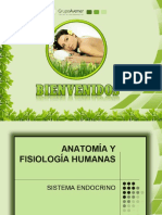 Sistema Endocrino