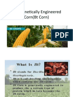 The Genetically Engineered Corn (BT Corn)