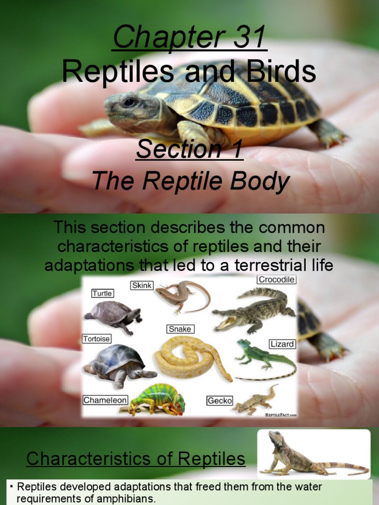 Chapter 31, Section 1 PDF Reptile Egg