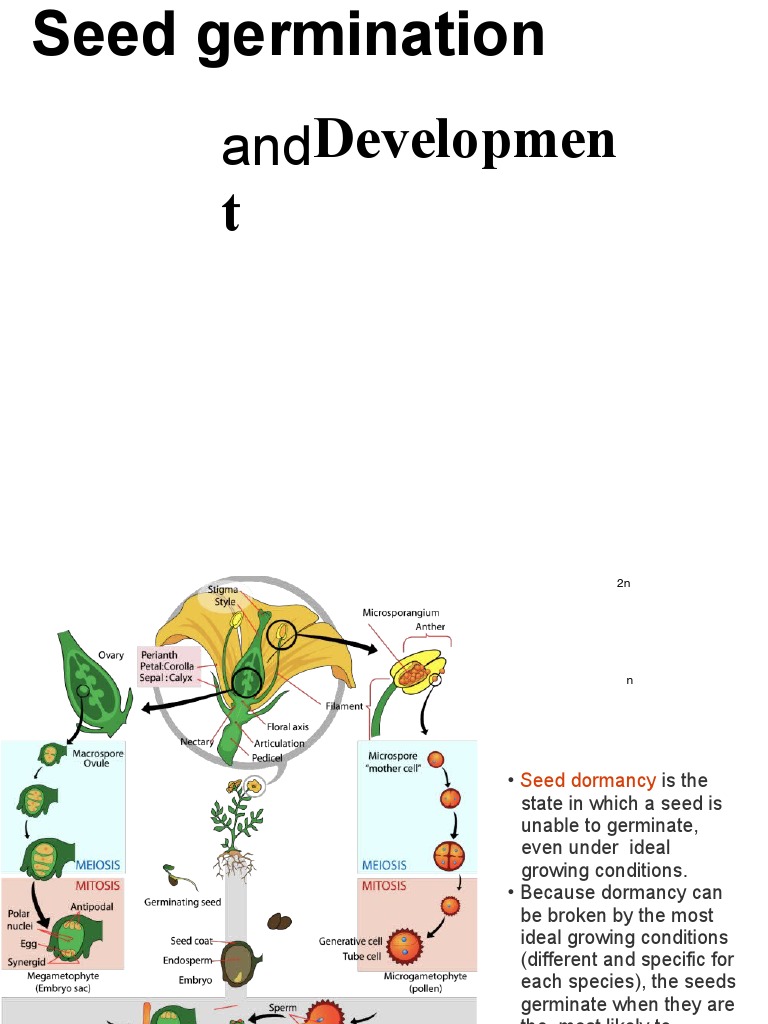 Seed Dormancy and Germination Stages | PDF | Seed | Germination