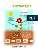 Fotosynteza 2