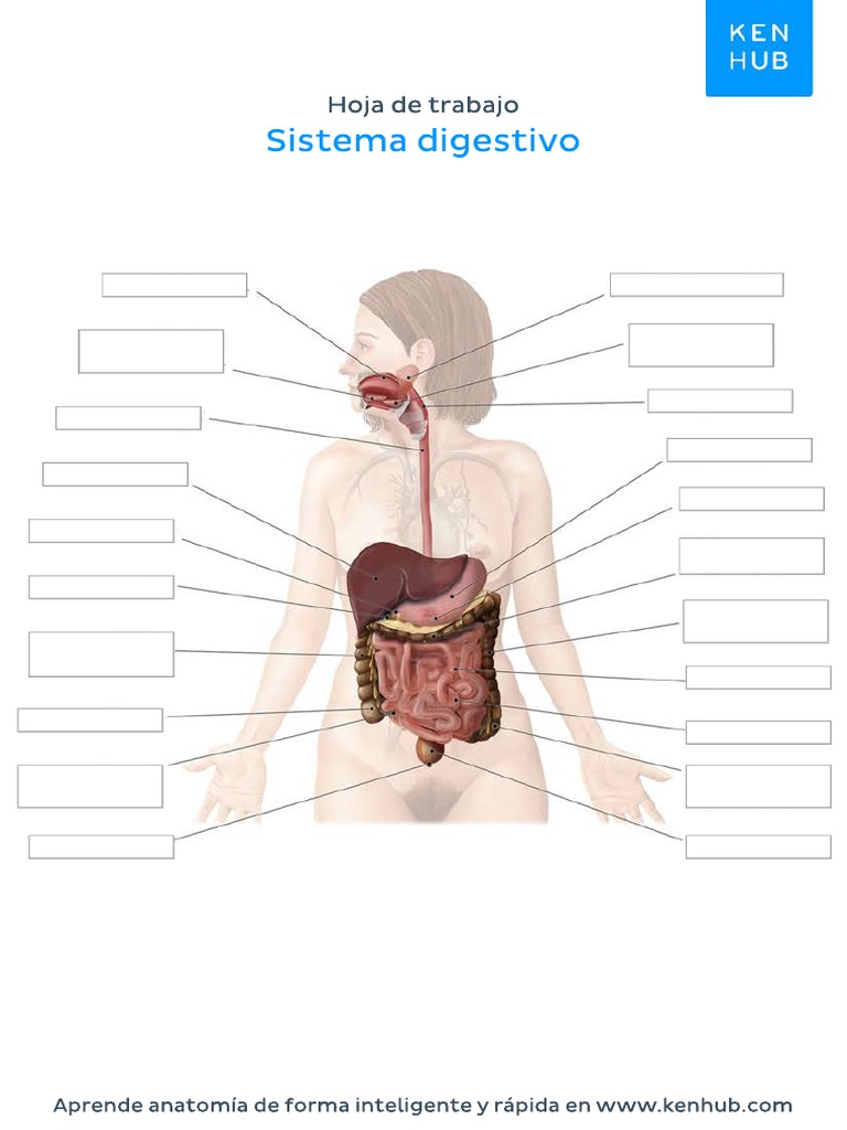 Worksheet Digestive System Blank Spanish PDF