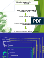 Plantas vasculares: características de Traqueófitas, Licófitas y Monilófitas