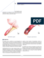 Apendicis PDF 3. Ereu