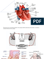 The Heart: A Dual Pump Circulatory System in 40 Characters