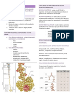 Fisiologia Respiratoria