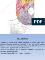 lp11 - Occipital