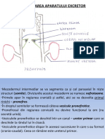 lp7 Renal