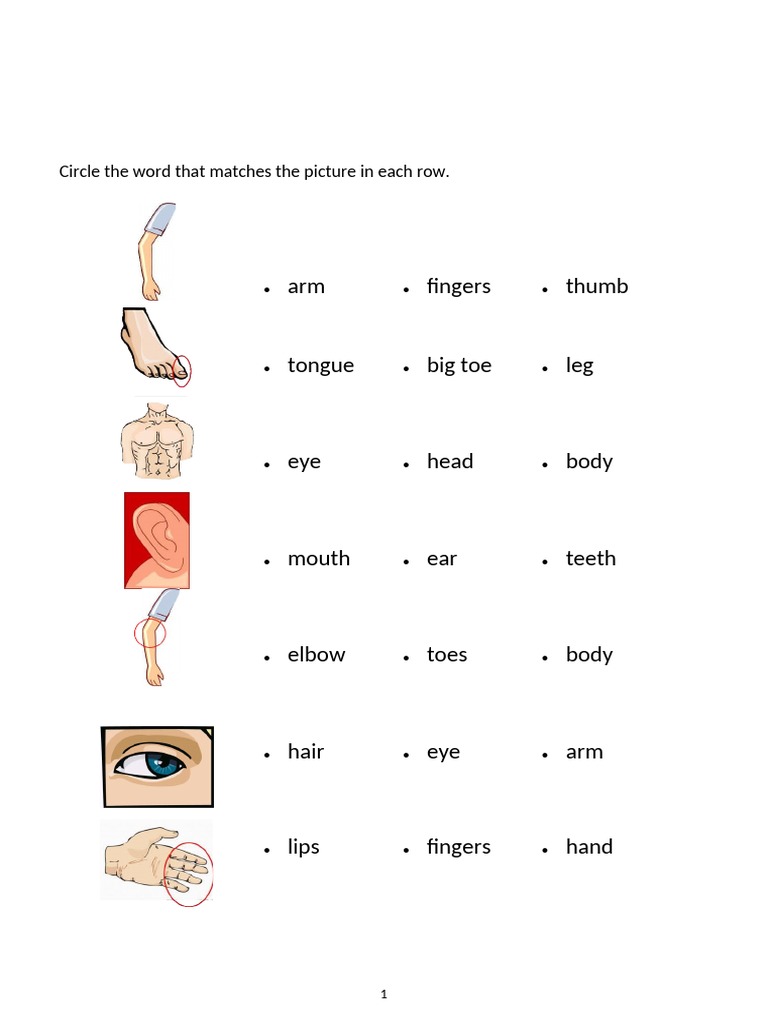 Body Parts Matching Worksheet | PDF