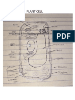 Differences between Plant and Animal Cells