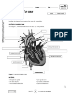 Labo Science 59 La Dissection D Un Coeur de Porc