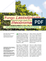 Fungo Lasiodiplodia theobromae um problema para a agricultura baiana