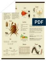 Phylum Arthropoda - Infografía