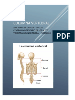 Columna Vertebral