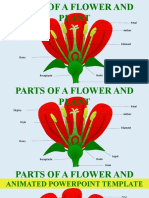 Flower Diagram