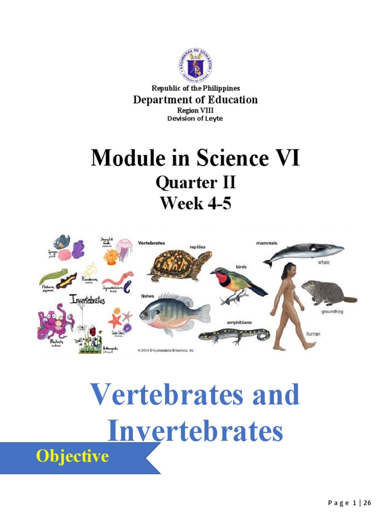 Vertebrates and Invertebrates Overview | PDF | Invertebrate | Amphibian