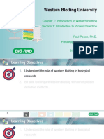 Western Blotting University: Chapter 1: Introduction To Western Blotting Section 1: Introduction To Protein Detection