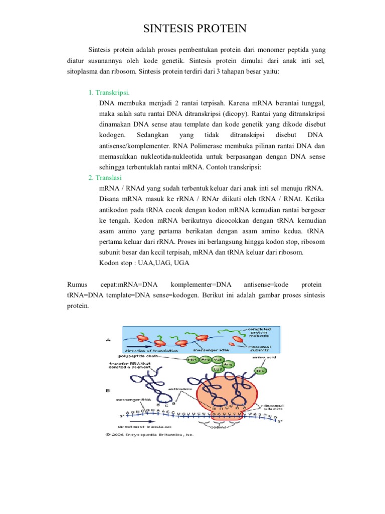 Proses Sintesis Protein dan Mekanismenya | PDF | Teknologi & Rekayasa