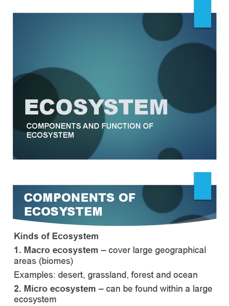 Evs Sheet 1 Pdf Natural Environment Ecosystem