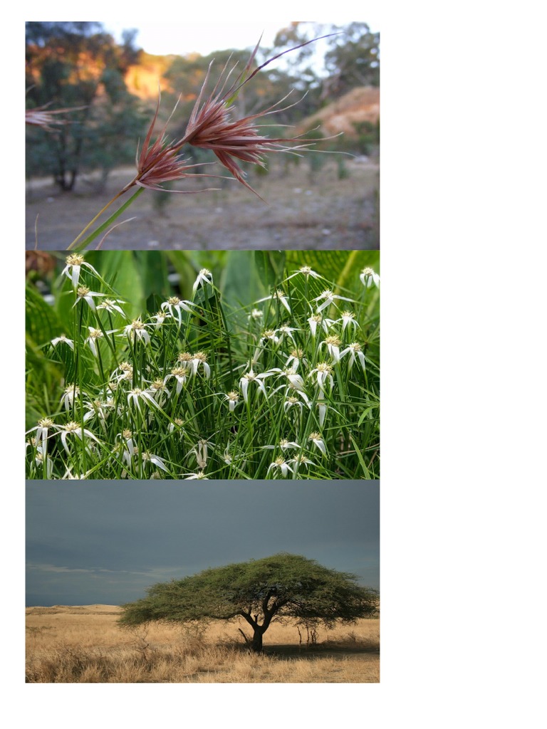 Peningkatan Jaringan Makanan