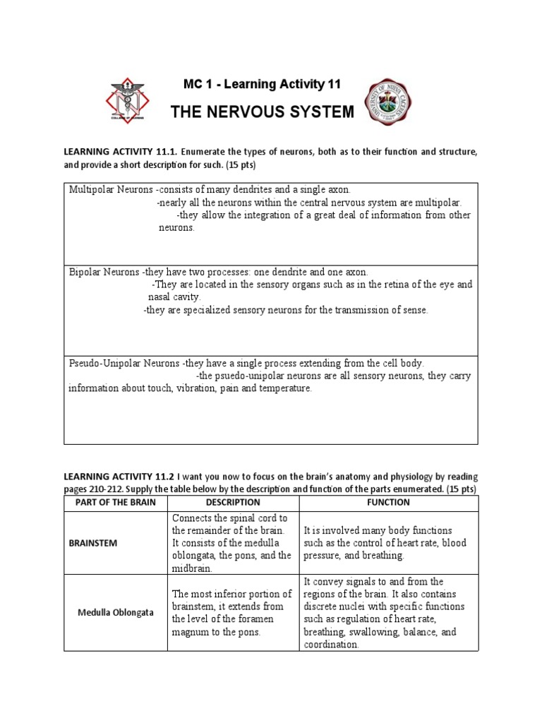 LEARNING ACTIVITY 11 - Nervous System | PDF | Brainstem | Central ...