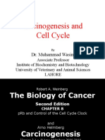 Carcinogenesis and Cell Cycle