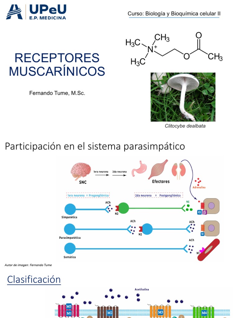 Receptores Muscarinicos PDF