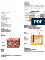 Estrutura e funções do tegumento comum