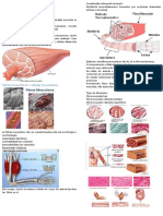 Introdução A Músculos