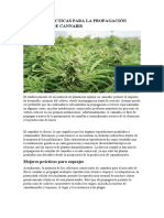 Mejores Prácticas para La Propagación Comercial de Cannabis