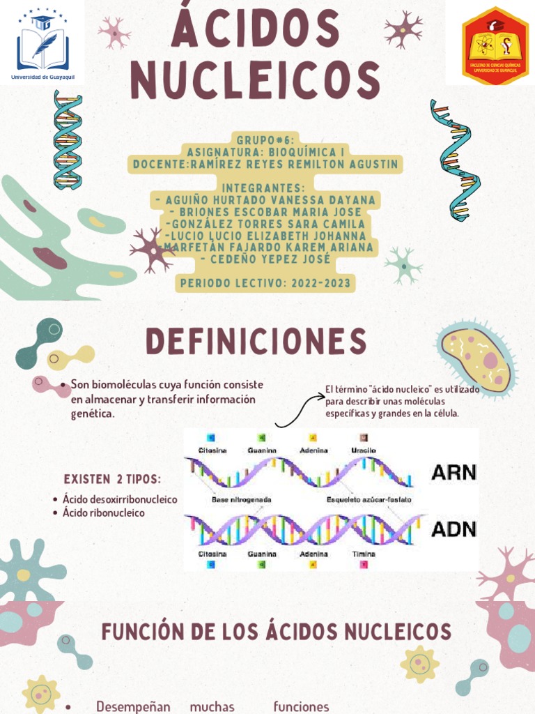 Estructura y Función de Ácidos Nucleicos | PDF | Rna | Adn