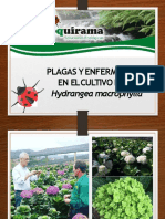 Plagas Enfermedades Hortensias Dici 2018