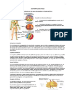 Sistema linfático: estructura, función y órganos