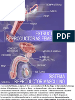 Proceso Reproductivo