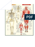 Anatomia (Sistemas - Esquelético e Muscular)