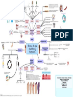 Mapa Mental Artículo Cohortes de La Diabetes