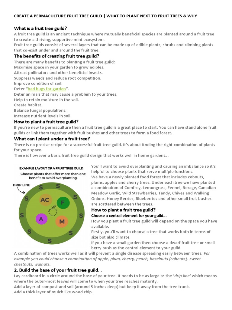 Creating a Thriving Fruit Tree Guild A Guide to Planting Beneficial