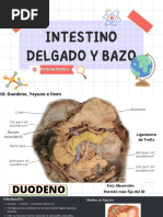 Ángulo de Treitz: Anatomía y Ubicación | PDF