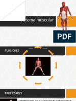 8 Sistema Muscular