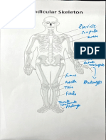 Bio Lab Appendicular Skeleton