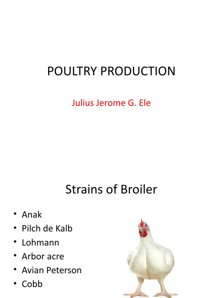 Pilch Chicken Strain Overview | PDF | Poultry Farming | Poultry