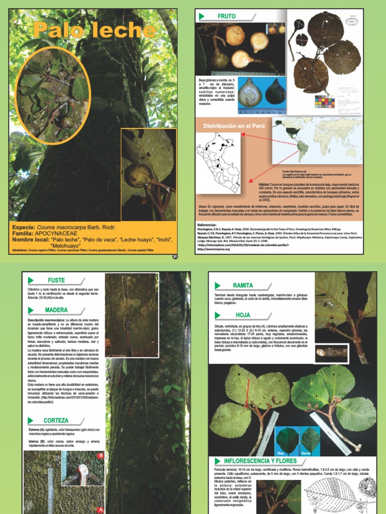 Couma Macrocarpa Osinfor | PDF | Plantas | Botánica