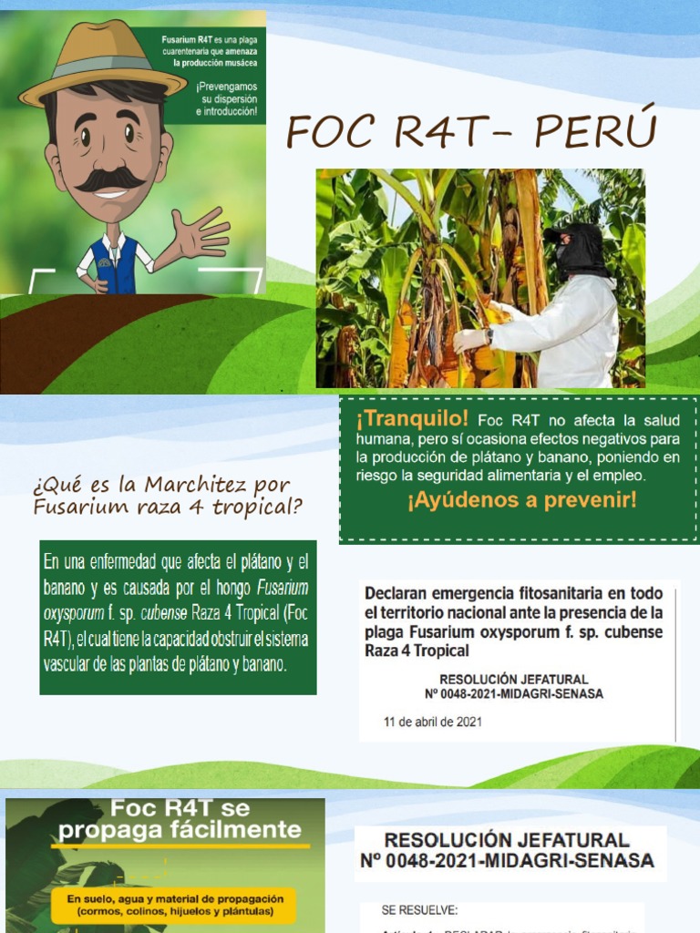 Foc R4T - Perú | PDF