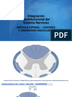 CLASE 6 - LESIONES Y SD MEDULARES