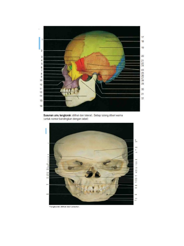 Anatomi Buta | PDF