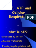 ATP cellular respiration energy cycle