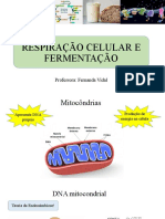 RESPIRAÇÃO CELULAR E FERMENTAÇÃO.pptx (1)