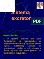 sistema excretor