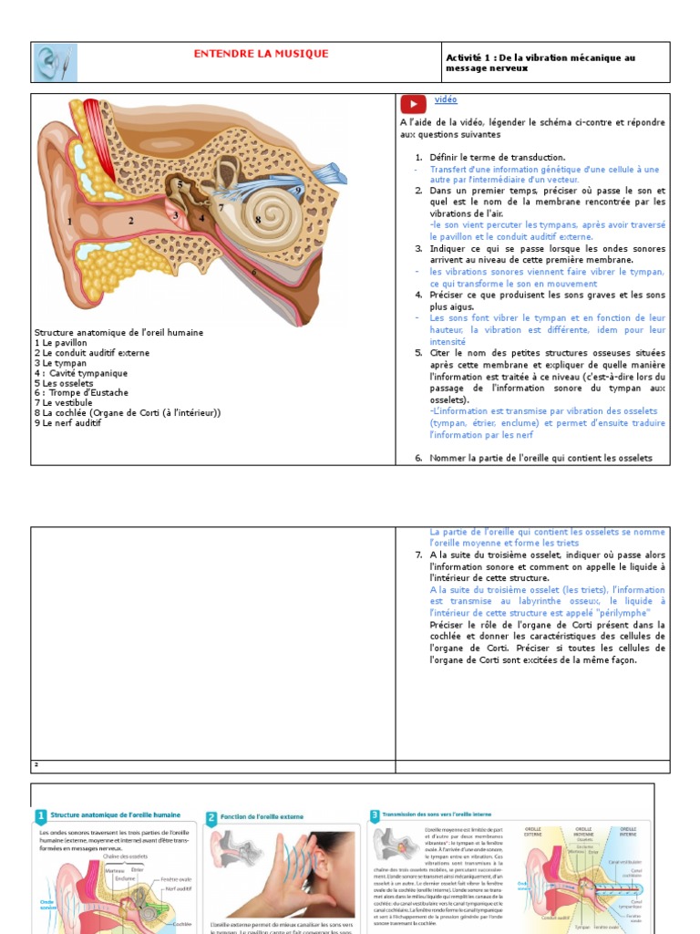Anatomie de l'oreille et audition | PDF | Oreille | Système nerveux